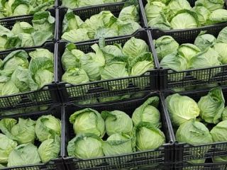 I am selling young cabbage, with the same taste