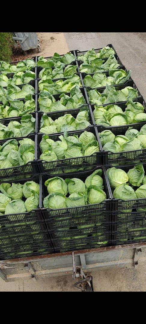 I am selling young cabbage, with the same taste and properties as young spring cabbage