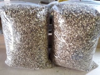 Angelica seeds from 2023, hand harvest, approximately 1 ton