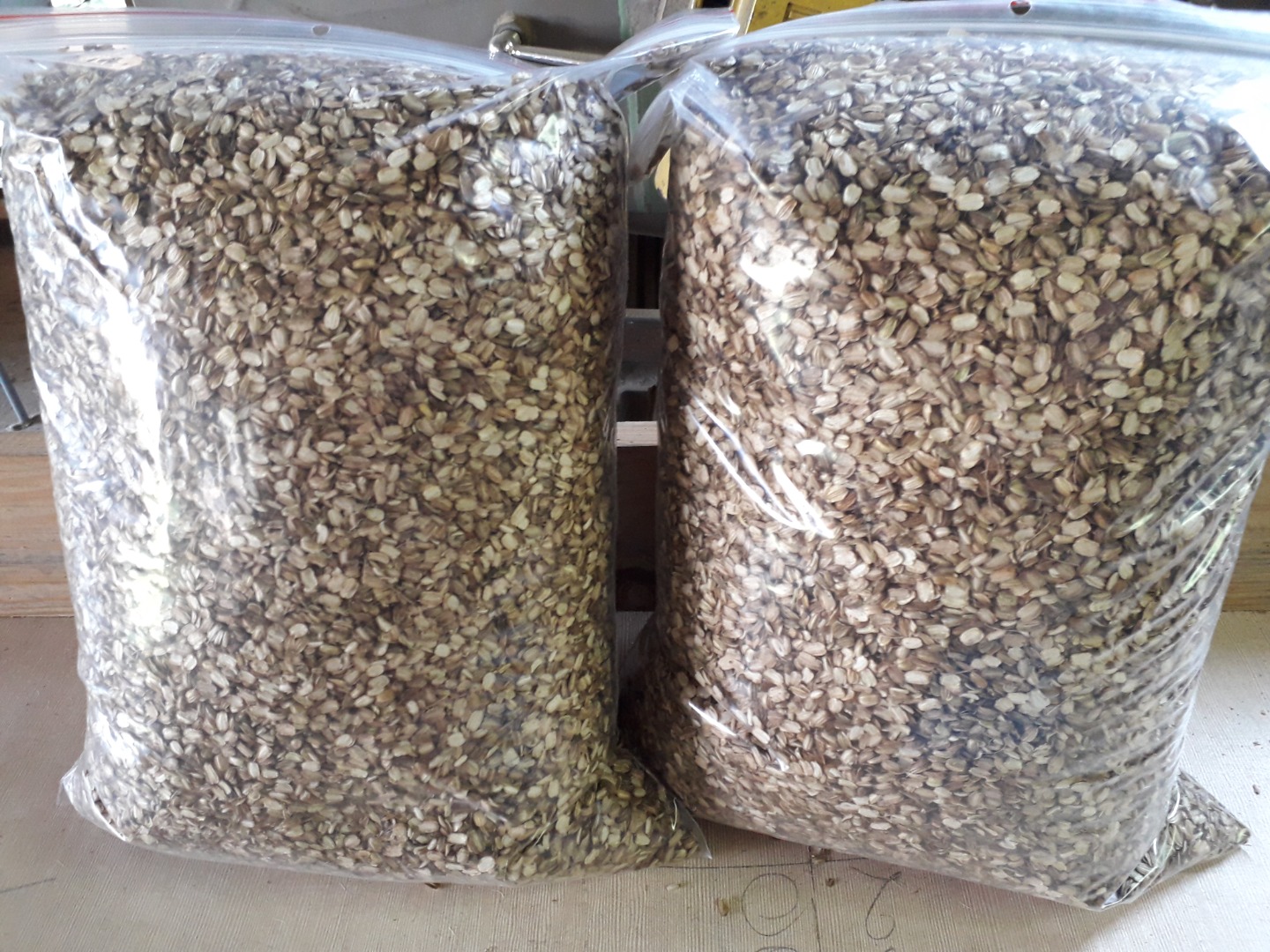 Angelica seeds from 2023, hand harvest, approximately 1 ton