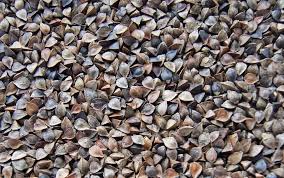 I WILL SELL 6 TONS OF BUCKWHEAT IN BIG-BAGS FROM 2022, DRY