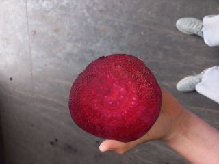Red beetroot 9cm plus thick caliber full truckload quantities