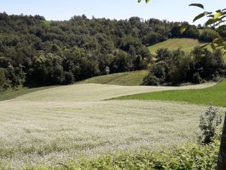 GRANO SARACENO DI MONTAGNA CERTIFICATO BIO