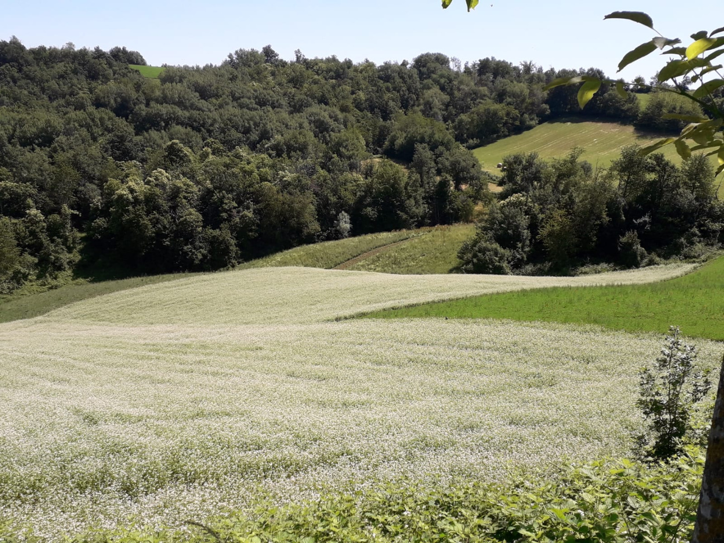 CERTIFIED ORGANIC MOUNTAIN BUCKWHEAT