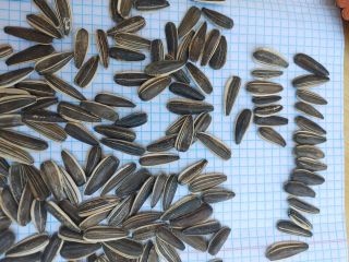 Sunflower seeds We are supplier of quality sunflower seeds