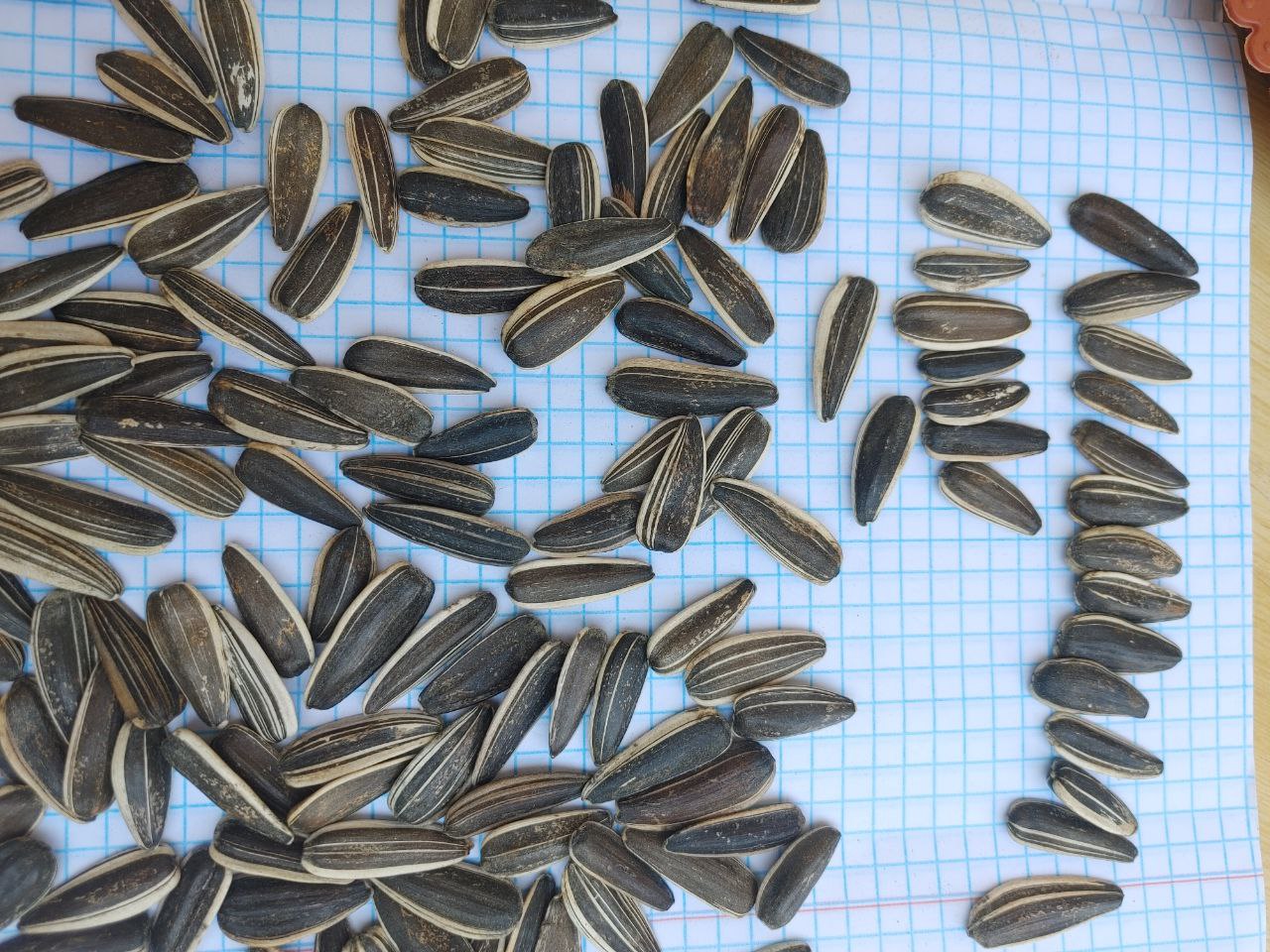 Sunflower seeds We are supplier of quality sunflower seeds Uzbekistan Export Our company in Uzbekistan country – Central Asia Black and white Sunflower seeds