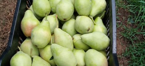 Hello!We are Katsis AE from Greece and we sell pears per tone A grade quality.Our varieties are: KOSCIA Pears SANTA MARIA Pears KRUSTALLIA Pears For