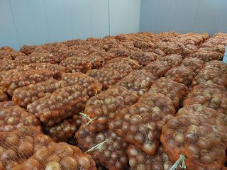 Onion Yellow 50+ Origin Romania Delivery in all country