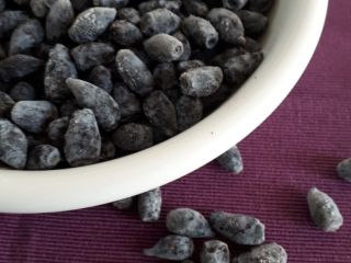 Haskap berries. About 15 tons. Polish and Canadian varieties.