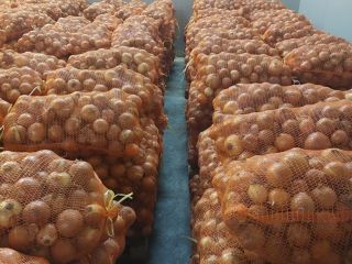 Onion yellow 50+ bag 10kg / 20kg warehouse in