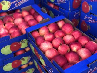 Sprzedaż jabłek Posiadamy własną, nowiutką bazę magazynową ULO (Ultra
