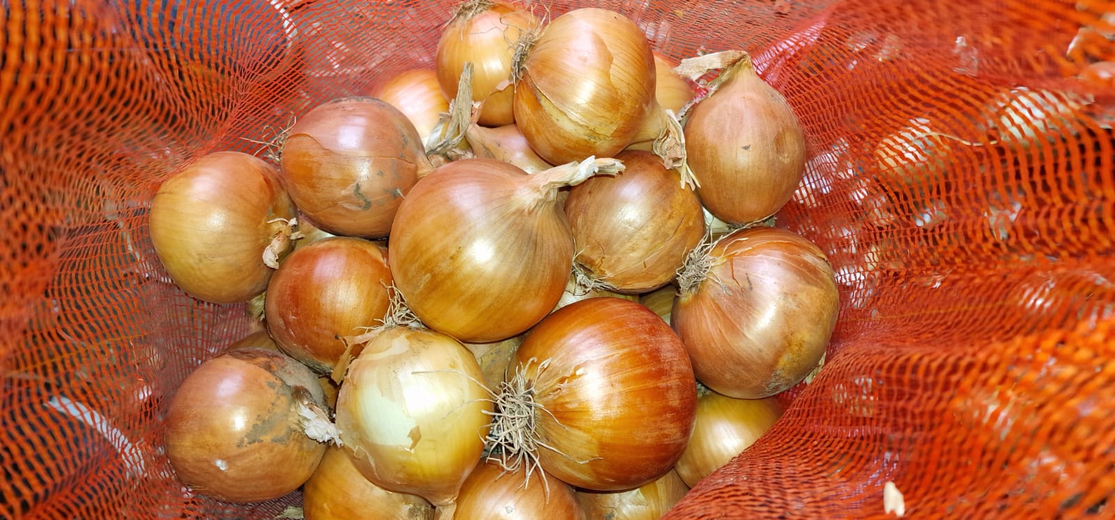 I will buy commercial onions and onions for peeling