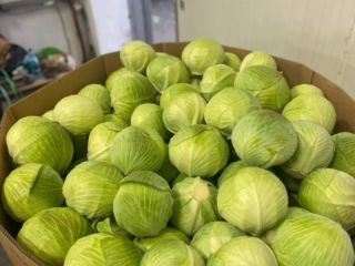 We offer cabbage. We export 1-2,5 kg and 1-4