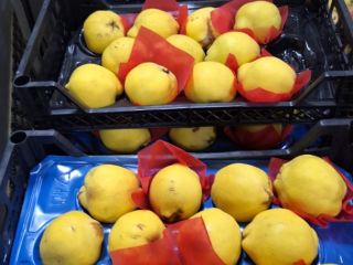 We sell fresh fruit and vegetables imported from Turkey
