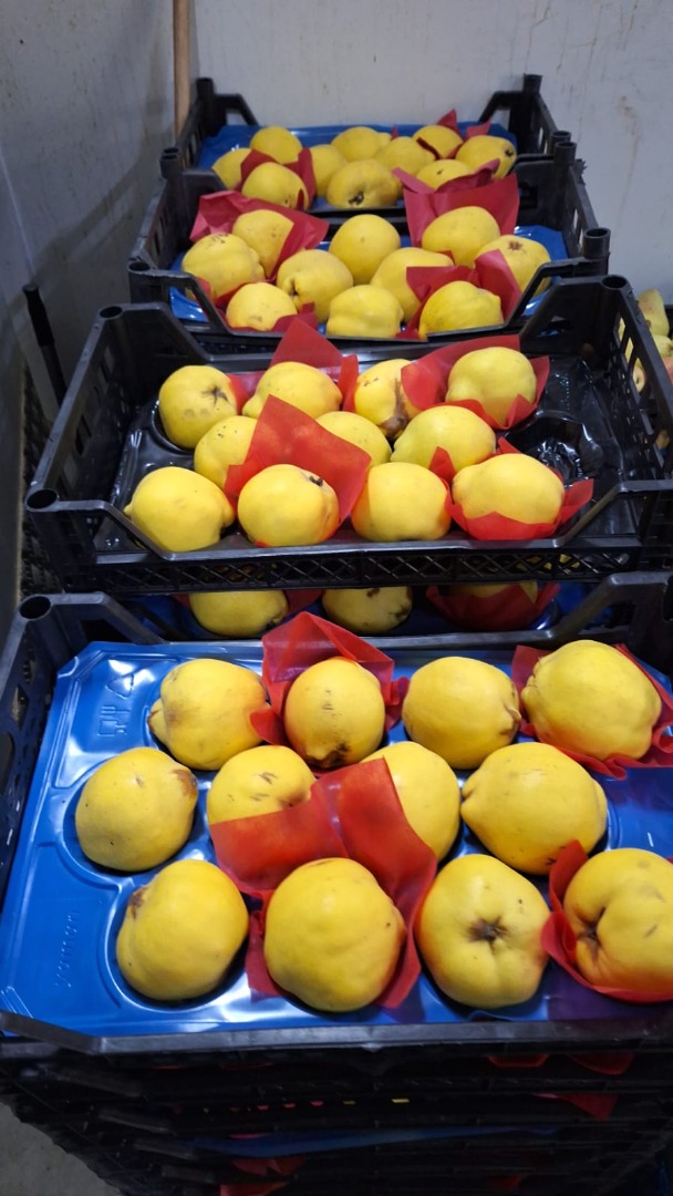 We sell fresh fruit and vegetables imported from Turkey at first hand directly from the producers