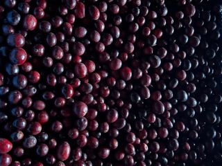 I will sell fresh cranberries from my own cultivation.