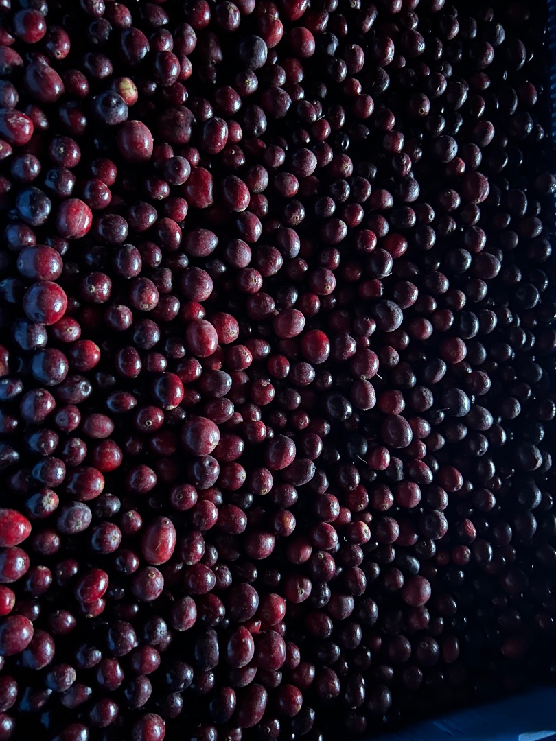 I will sell fresh cranberries from my own cultivation