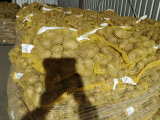 HELLO... I WILL SELL POTATOES IN QUANTITIES OF TRUCKS.