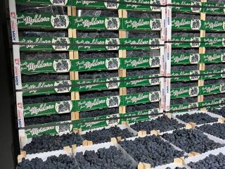 Fresh grape Crop: 2023 Sort: Moldova Country of origin: