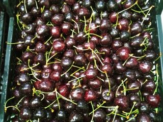 Cherries with stem. Lapins Jackson varieties.
