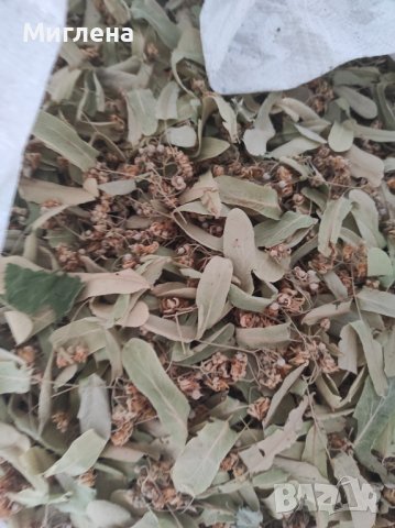 The linden blossom is a 2022-2023 crop, dried in a frame dryer