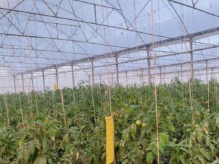Fresh Tomato / tomatoes Export from Spain to Europa