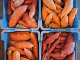 High quality Dutch planet-proof sweet potatoes with the global