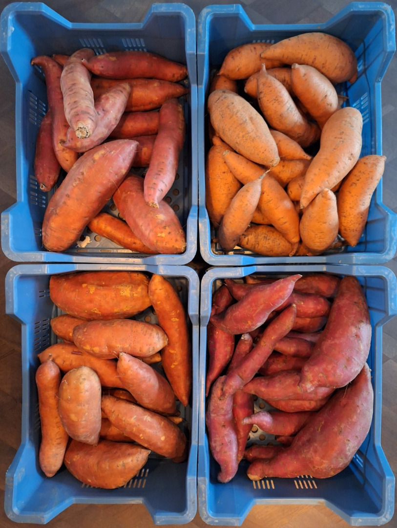 High quality Dutch planet-proof sweet potatoes with the global gap certificate for both the fresh market and the industry