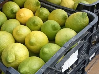 Producer of certified organic Finos lemons, various calibers are