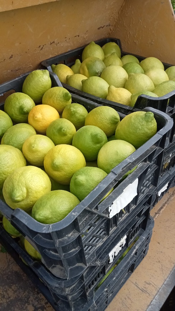 Producer of certified organic Finos lemons, various calibers are sold directly on the tree, more than 180,000kg