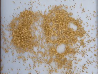 White mustard seeds. purity 99.95%. Origin Kazakhstan. Delivery terms