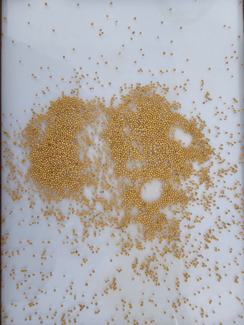 White mustard seeds