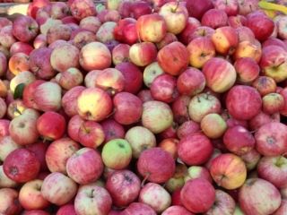 We sell cooked apple varieties for industry, compotes and