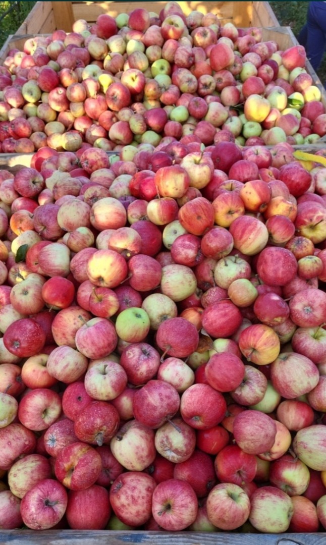 We sell cooked apple varieties for industry, compotes and juices