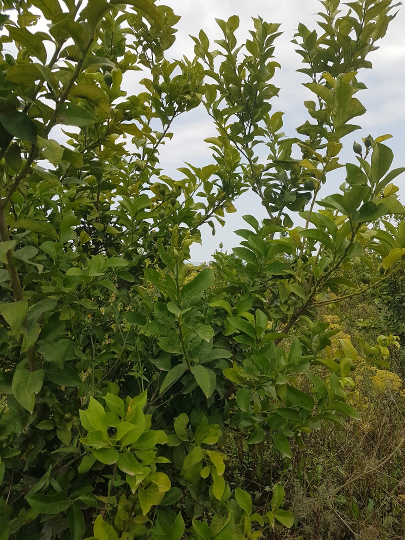I sell lemons all year round