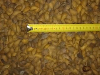 I can offer approx. 10,000 kg of almond grains,