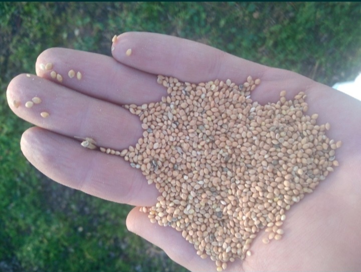 I will sell millet for PLN 2 per kg