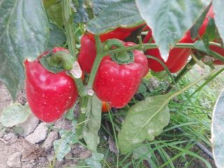 I will sell red, yellow and green peppers, imported