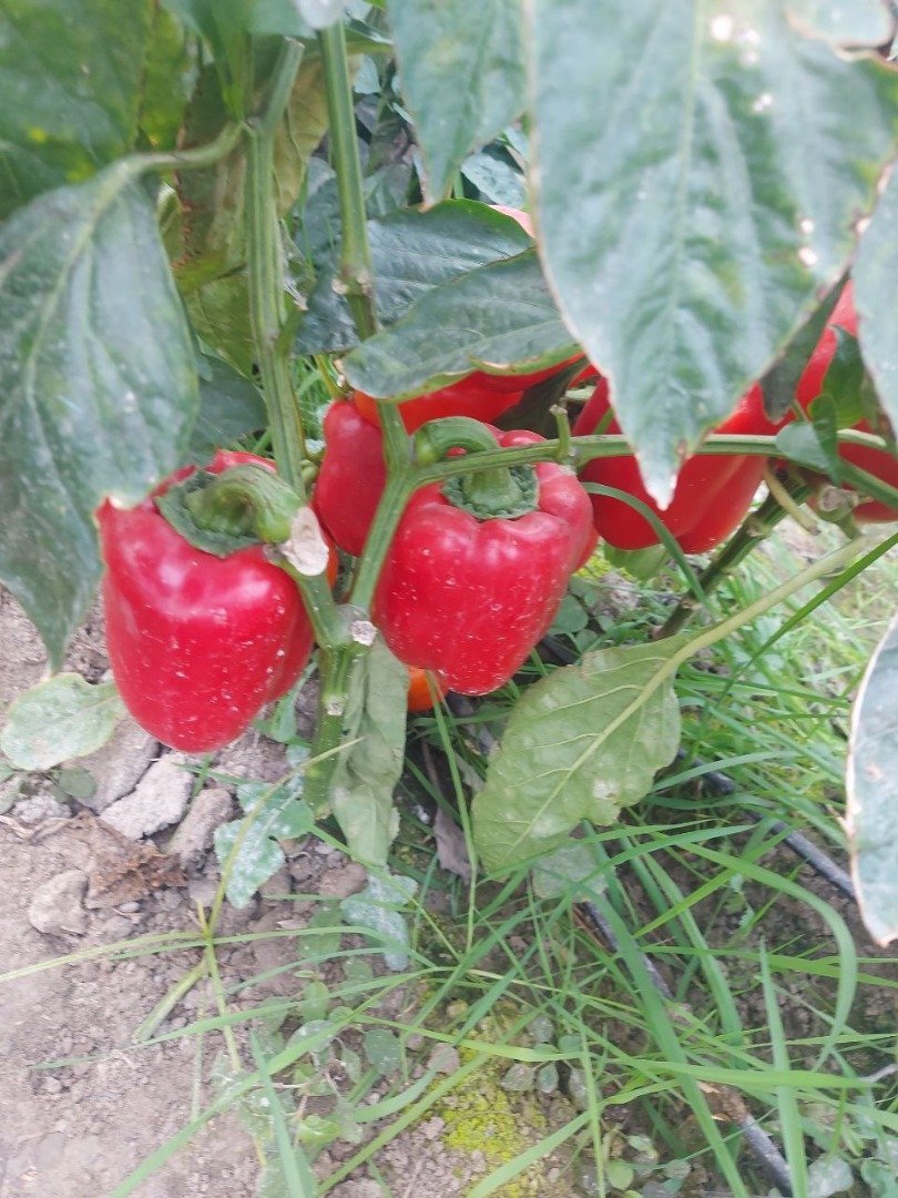 I will sell red, yellow and green peppers, imported from Uzbekistan! First-class vegetables, unique taste! It's not China or Poland, Spain, etc
