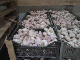 Garlic for sale, imported from Uzbekistan. Class I, unique