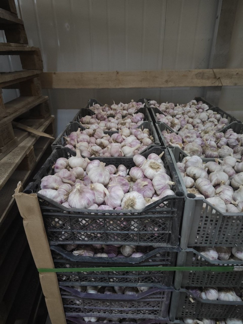Garlic for sale, imported from Uzbekistan