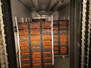 Hello. I have tangerines from Greece for sale, price