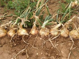 Slimy onion, Valencian origin, large size.