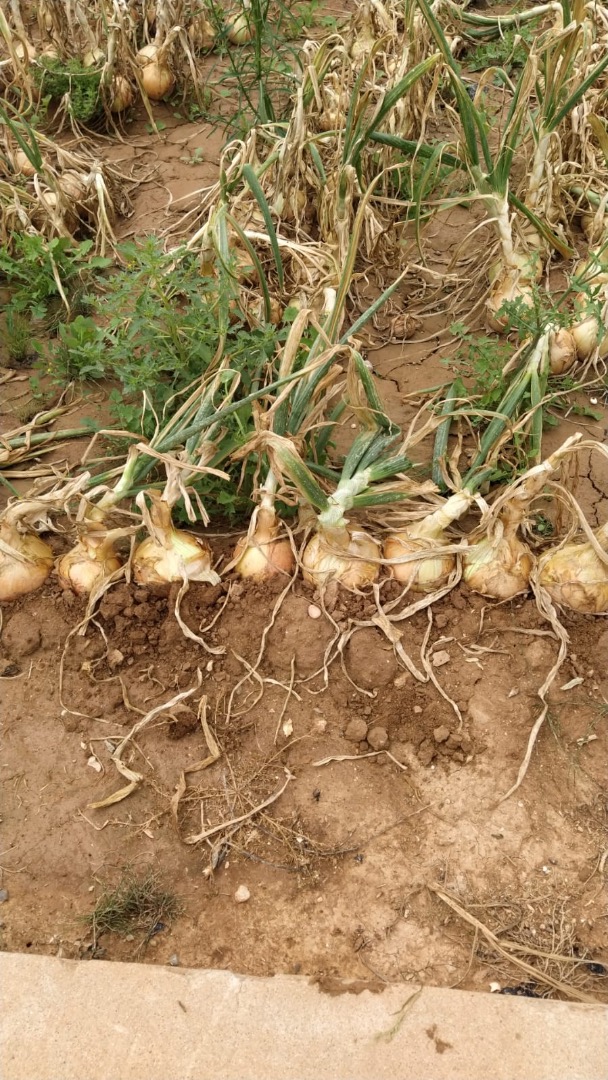 Slimy onion, Valencian origin, large size