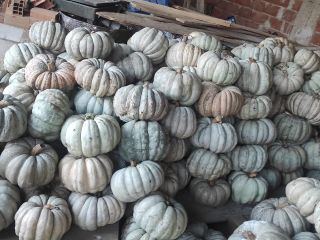 Locally grown pumpkins. They are well treated and ready