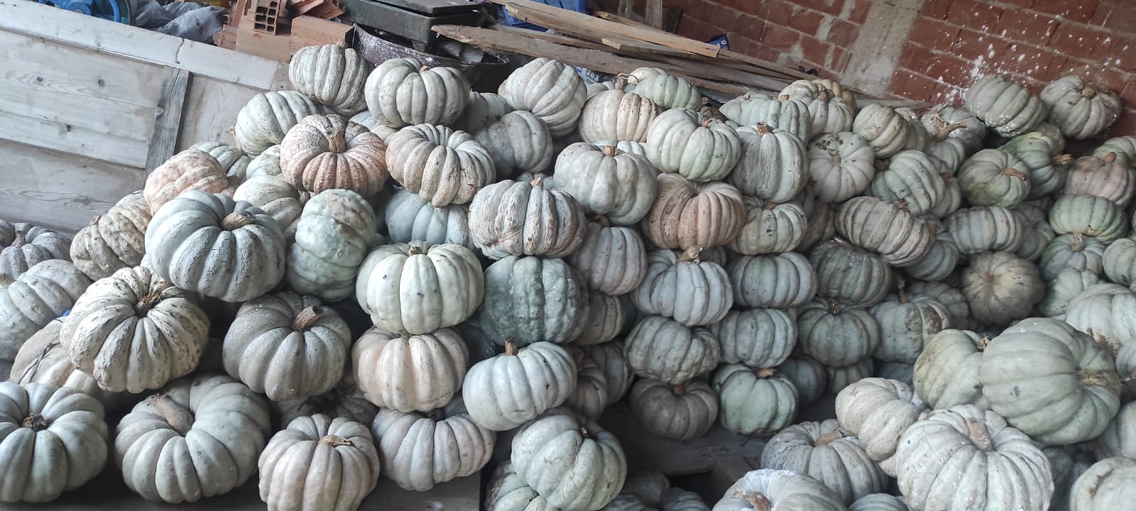 Locally grown pumpkins