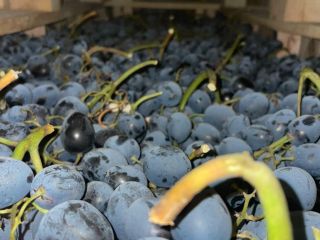 We offer high-quality black grapes for sale. We offer