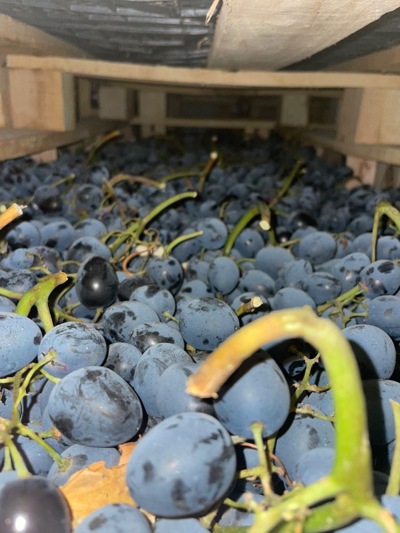 We offer high-quality black grapes for sale