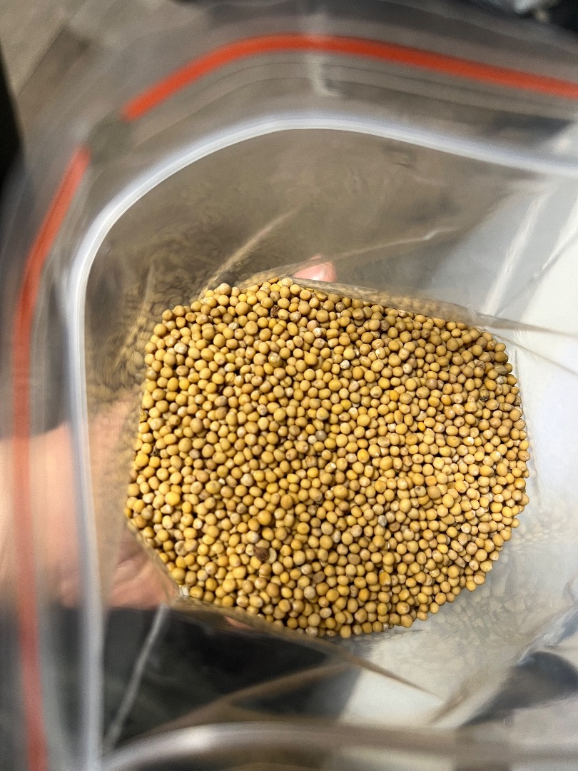 Synapsis alba white mustard with analysis lab Planton purity min 99,5% sortex, humidity 8%