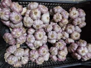 Harnaś Polish Garlic from cold storage Caliber from 4.5